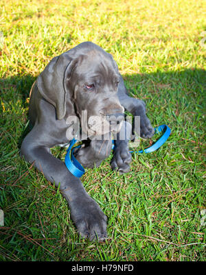 Gray Great Dane puppy laying on the grass with pine straw in its mouth Stock Photo