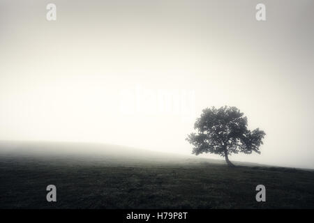 Lonely tree in black and white winter landscape Stock Photo - Alamy
