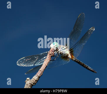 Blue eyed dragonfly on a branch waiting for an insect to eat Stock Photo