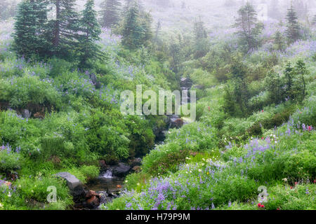 Dead Horse Creek flows among the summer bloom of wildflowers and morning fog at  in Washington's Mt Rainier National Park. Stock Photo