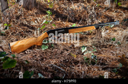 Wood stocked twenty two rifle on the forest floor Stock Photo - Alamy