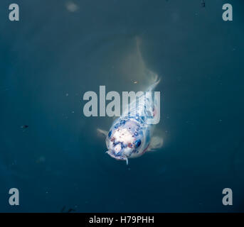 A Koi fish emerges from the murky depths. Stock Photo