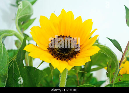 yellow sunflower - helios - big yellow flower bouquet in vase Stock Photo