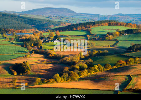 Fields at sunrise in the Clun Valley, Shropshire, with Corndon Hill and Bromlow Callow seen in the distance, England, UK. Stock Photo