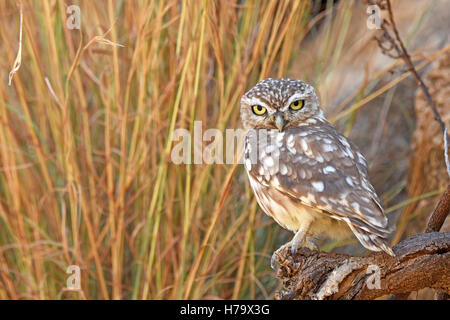 Little owl perching on dry branch and hide behind dry stems Stock Photo