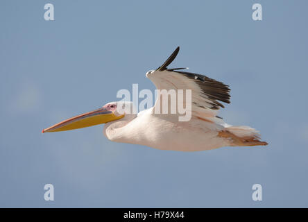 Great White Pelican flying, Side view Stock Photo