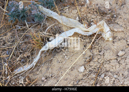 Snake skin on the ground Stock Photo