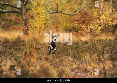 A German Shorthaired Pointer running through the heather on Wimbledon Common Stock Photo
