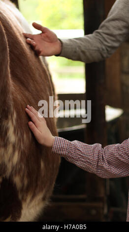 Adult and Child stroking a cow's belly Stock Photo