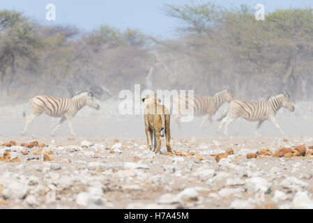 Young male Lion, ready for attack, walking towards herd of Zebras running away, defocused in the background. Wildlife safari in Stock Photo