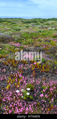 Summer blossoming shore with Carpobrotus flowers (known as pigface, ice plant). Stock Photo