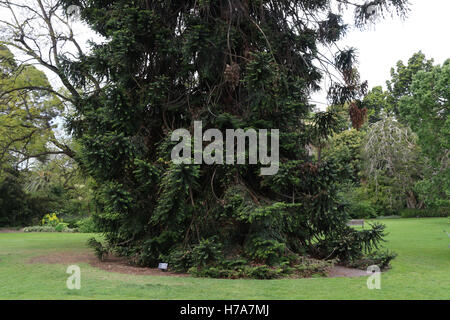 A bunya bunya pine (Araucaria bidwillii) tree in the Royal Botanic Gardens in Melbourne. Stock Photo