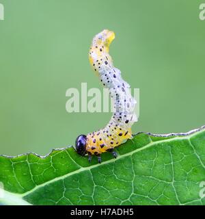 Sawfly larva feeding on willow Stock Photo