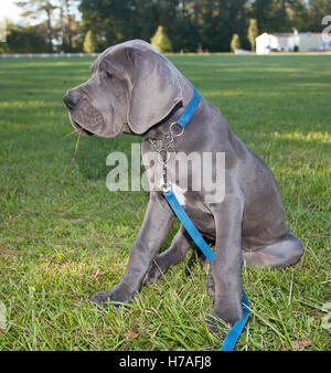 Gray Great Dane puppy sitting on the grass chewing on some pine straw Stock Photo