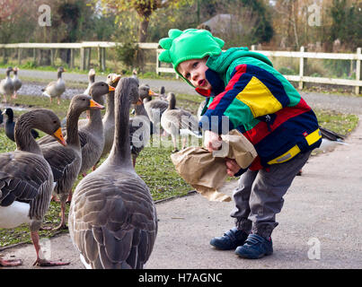 Young boy feeding geese at WWT Slimbridge, UK Stock Photo