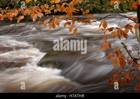 Autumn colours along the East Dart River, Devon, England, UK Stock Photo