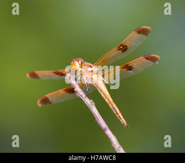Orange dragonfly waiting on a stick for a bug to eat Stock Photo