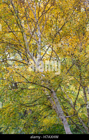 Golden birch (Betula ermanii 'Grayswood Hill'), Garden House, Yelverton ...