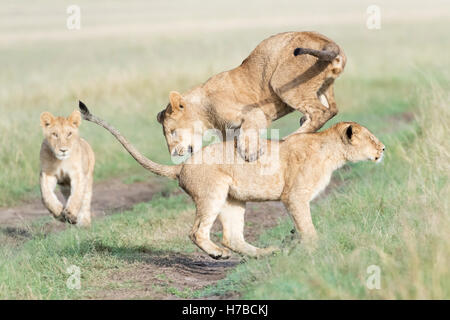 Young lions (Panthera leo) playing together, Maasai Mara national reserve, Kenya