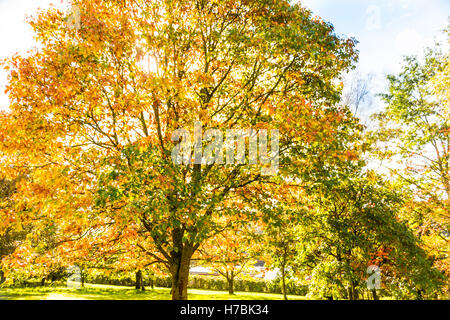 Trees and autumn colours,  Cyfarthfa Castle and Park, Merthyr Tydfil, South Wales Stock Photo