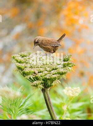 Pacific Wren (Troglodytes pacificus) perched on wild celery on St. Paul Island in Southwest Alaska. Stock Photo