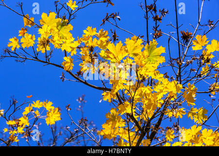 Acer platanoides, Norway maple tree few leaves in autumn, yellow maple leaves Stock Photo