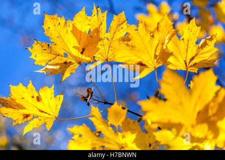 Yellow maple leaves sunlight in acer autumn sunshine Stock Photo