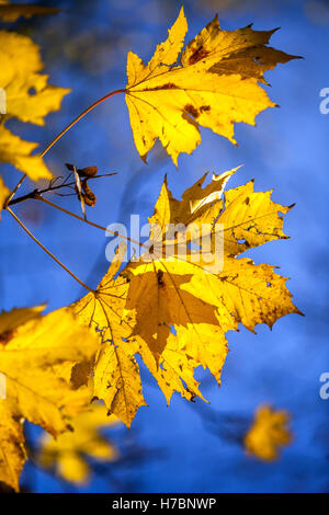 Yellow Norway maple leaves in autumn leaves sunlight Stock Photo