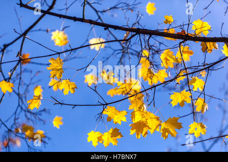 Acer platanoides, Norway maple tree few leaves autumn yellow Stock Photo