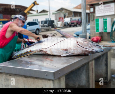 Ascension island wharf, man butchering fresh landed yellow fin tuna which has been line caught by sportfishing Stock Photo