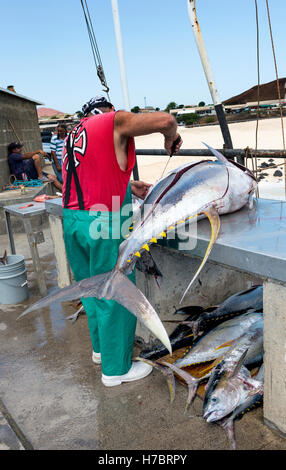 Ascension island wharf, man butchering fresh landed yellow fin tuna which has been line caught by sportfishing Stock Photo