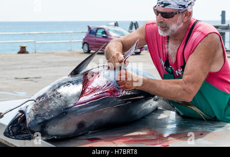 Ascension island wharf, man skinning fresh landed yellowfin tuna which has been line caught by sportfishing Stock Photo