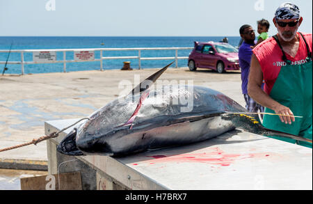 Ascension island wharf, man skinning fresh landed yellowfin tuna which has been line caught by sportfishing Stock Photo