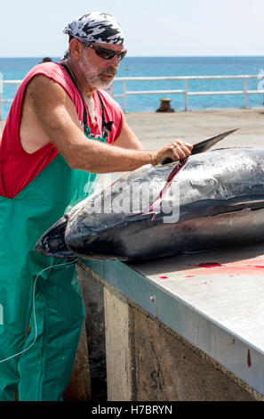 Ascension island wharf, man butchering fresh landed yellow fin tuna which has been line caught by sportfishing Stock Photo