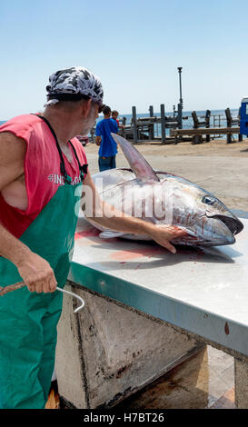 Ascension island wharf, man butchering fresh landed yellow fin tuna which has been line caught by sportfishing Stock Photo