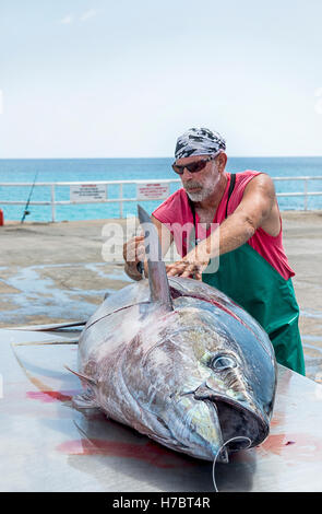 Ascension island wharf, man butchering fresh landed yellow fin tuna which has been line caught by sportfishing Stock Photo