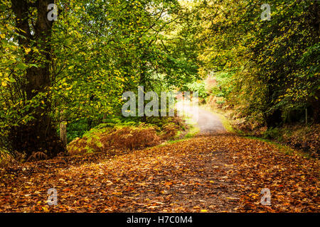 Woodland path through the Forest of Dean, Gloucestershire. Stock Photo