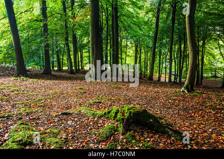Dappled sunlight through early autumn trees in the Forest of Dean, Gloucestershire. Stock Photo