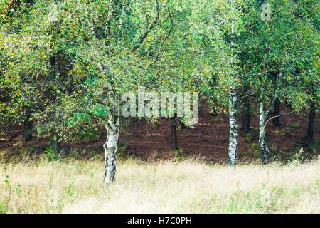Autumnal silver birch trees, Betula pendula, in the Forest of Dean, Gloucestershire. Stock Photo