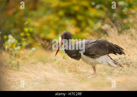 Schwarzstorch, Ciconia nigra, black stork Stock Photo