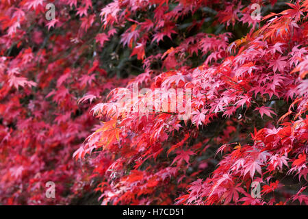 Acer palmatum leaves in Autumn. Stock Photo