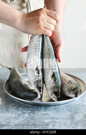 Female hands holding 2 fresh mackerel fishes Stock Photo