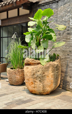 Elephant ear plant (Colocasia) Stock Photo