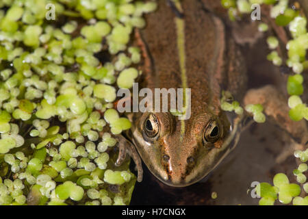 NORTHERN POOL FROG (PELOPHALAX LESSONAE). RE-INTRODUCED INTO East Anglia. England . UK. Stock Photo