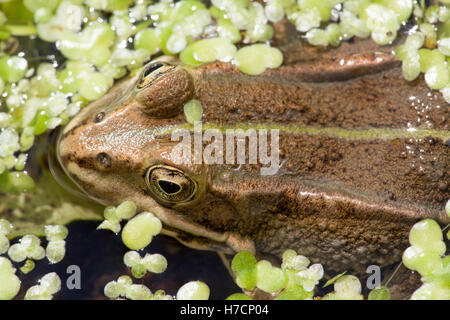 NORTHERN POOL FROG (PELOPHALAX LESSONAE). RE-INTRODUCED INTO East Anglia. England . UK. Stock Photo