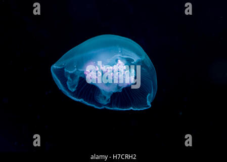 Jellyfish with a black background Stock Photo - Alamy