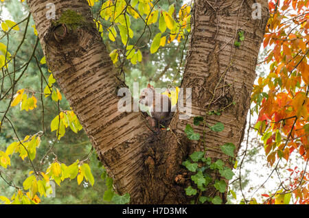 A grey squirrel sits in the fork of a tree on an autumn day. Stock Photo