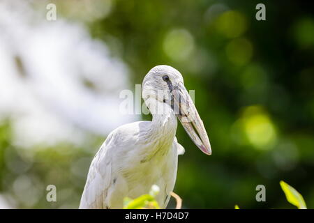 The Asian openbill or Asian openbill stork is a large wading bird in the stork family. This distinctive stork is found mainly in Stock Photo