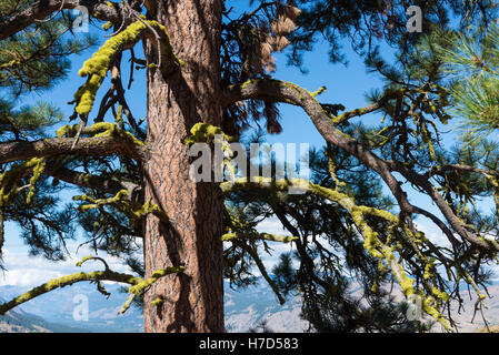 Bright green lichens draped on the branches of a pine tree. North Cascades, Washington, USA. Stock Photo