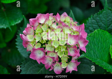 Hydrangea (Fam; Hydrangeaceae) Stock Photo